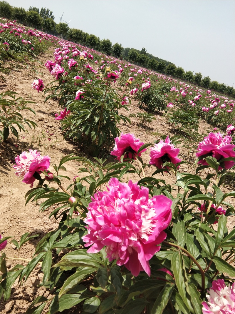 芍药千层
