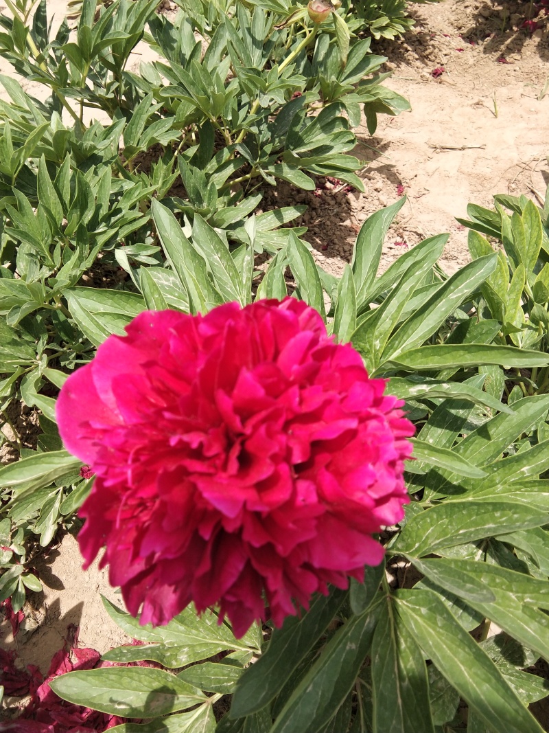 芍药千层