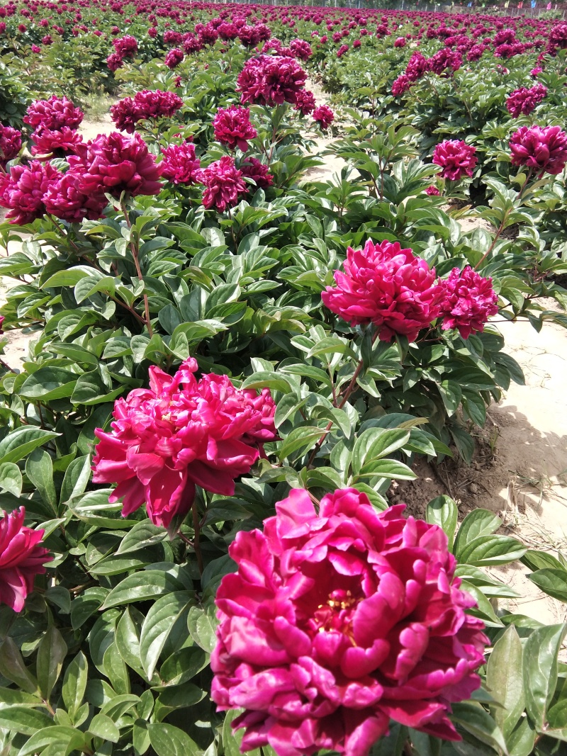 芍药千层