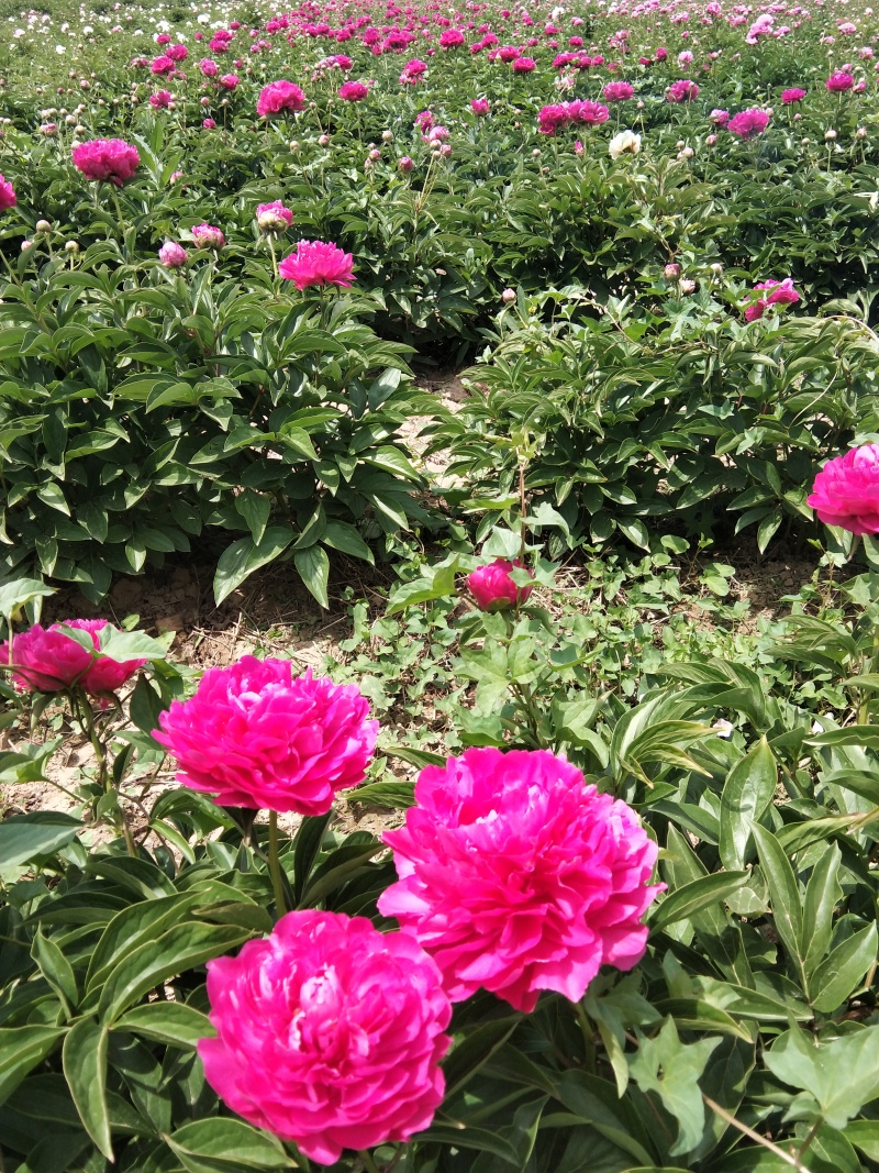 芍药千层