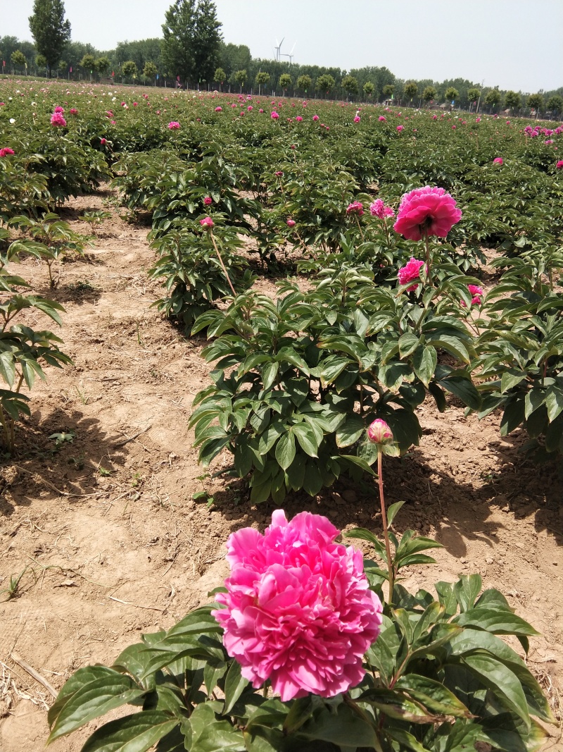 芍药千层
