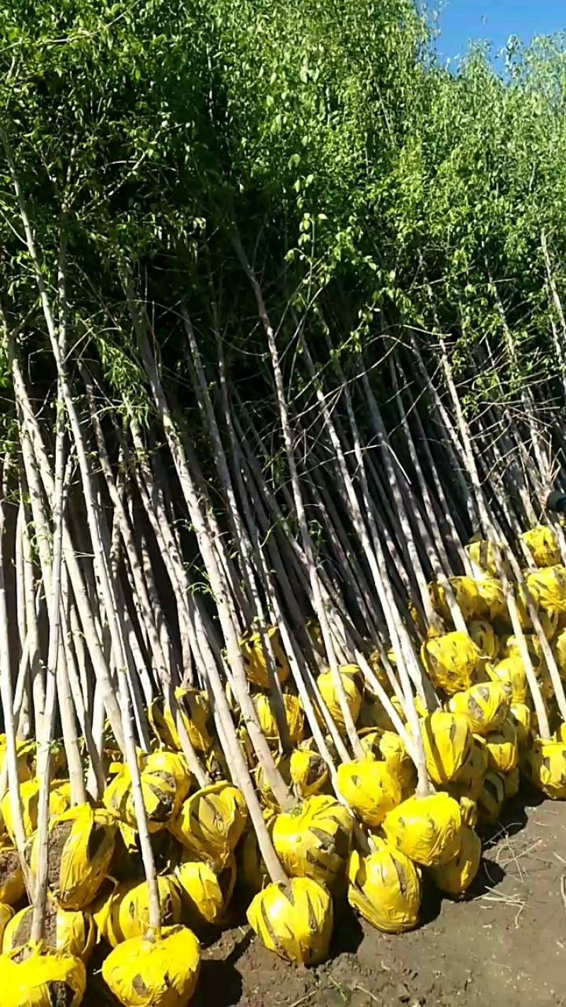 桃叶卫矛（丝棉木）开原市陈革苗圃长年供应各种规格树苗
