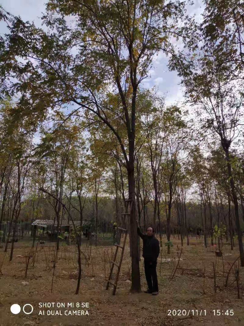 刺槐/刺槐树/乔灌木/绿化苗木/槐树/槐树树苗/林木