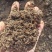 干湿分离，水洗牛粪，育苗基质发酵牛粪，基地直发