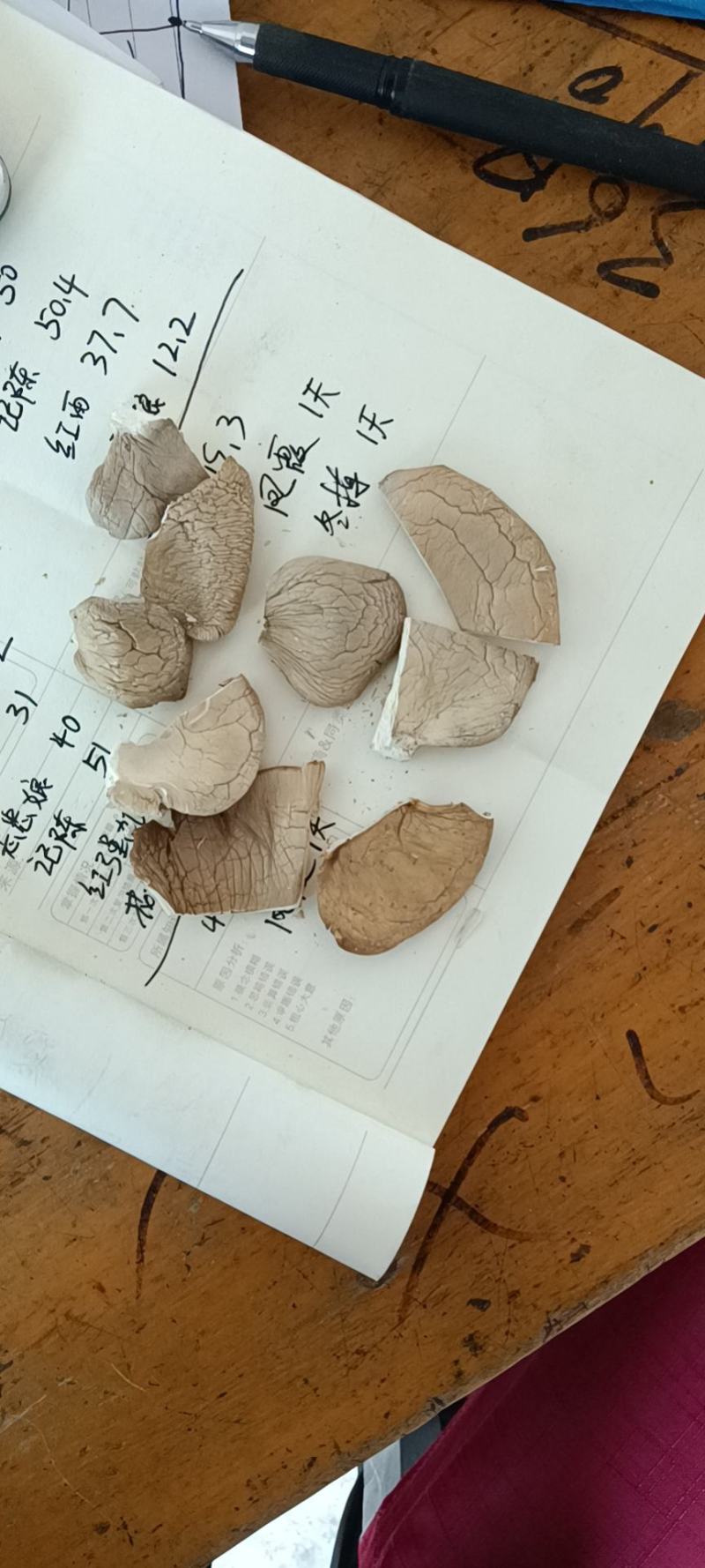 平菇干平菇蘑菇厂家一手货源可视频看货欢迎咨询