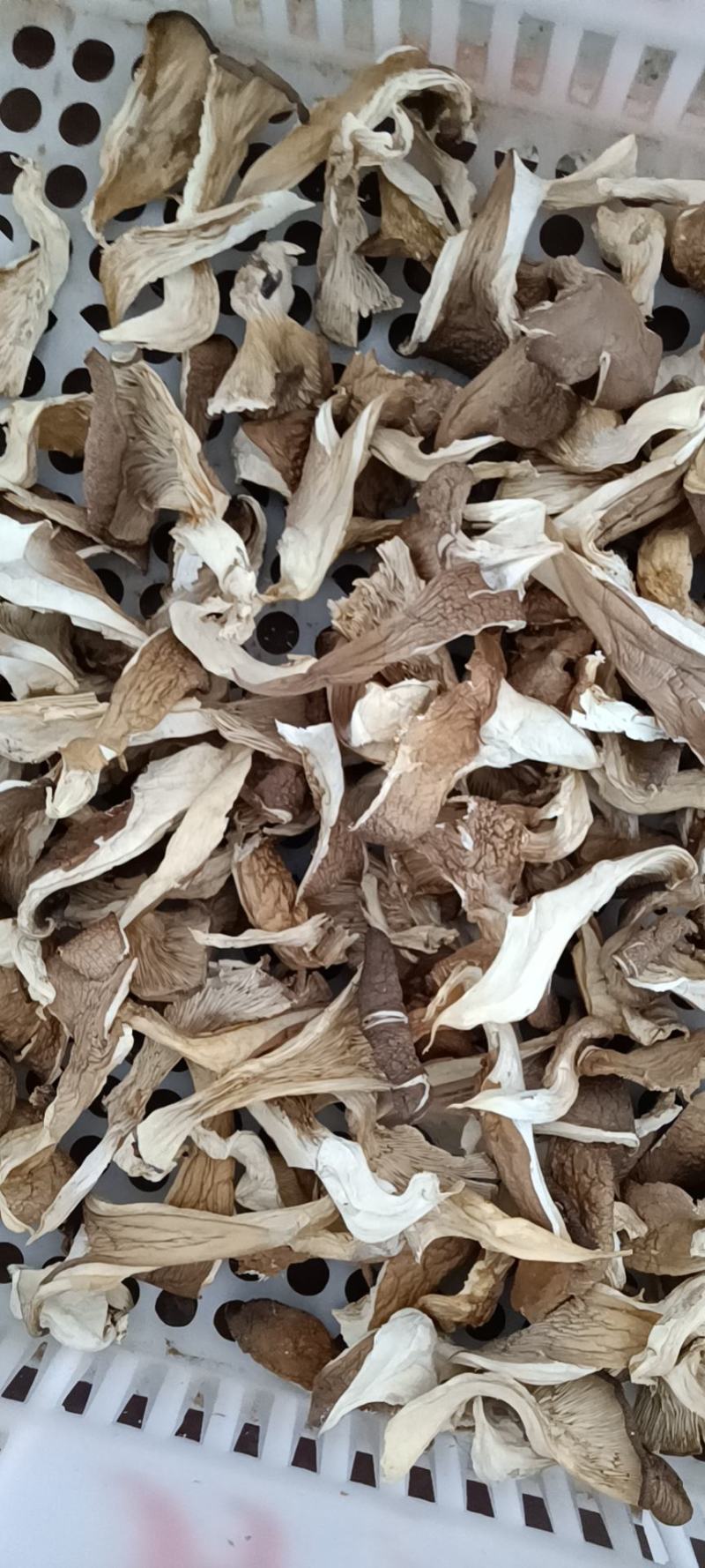 平菇干平菇蘑菇厂家一手货源可视频看货欢迎咨询