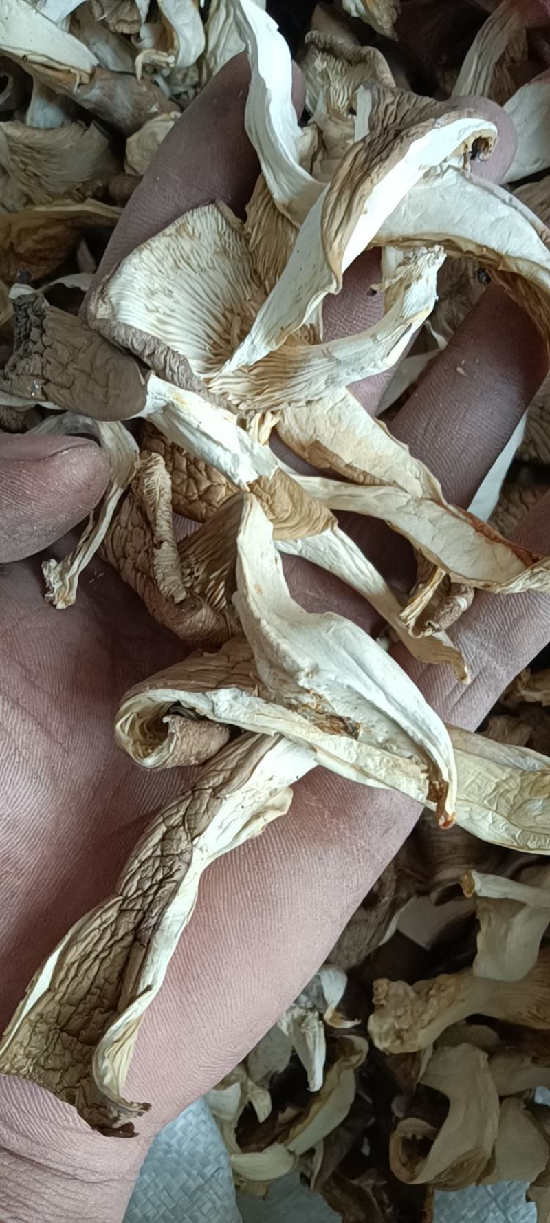 平菇干平菇蘑菇厂家一手货源可视频看货欢迎咨询