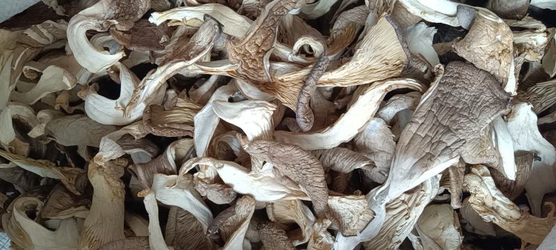 平菇干平菇蘑菇厂家一手货源可视频看货欢迎咨询