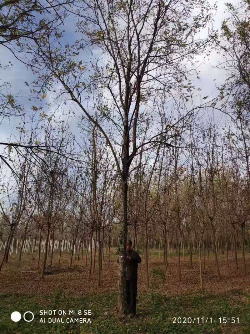 刺槐/乔灌木/绿苗木/槐树/林木种苗/槐树树苗/种苗