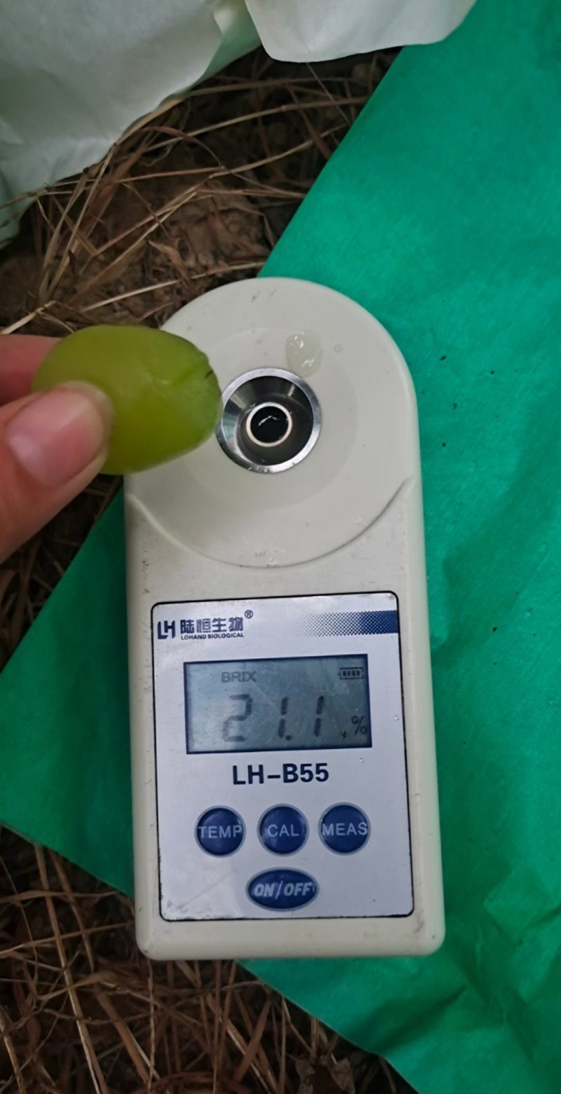 陕西阳光玫瑰葡萄，阳光玫瑰葡萄供应，口感甜，个大