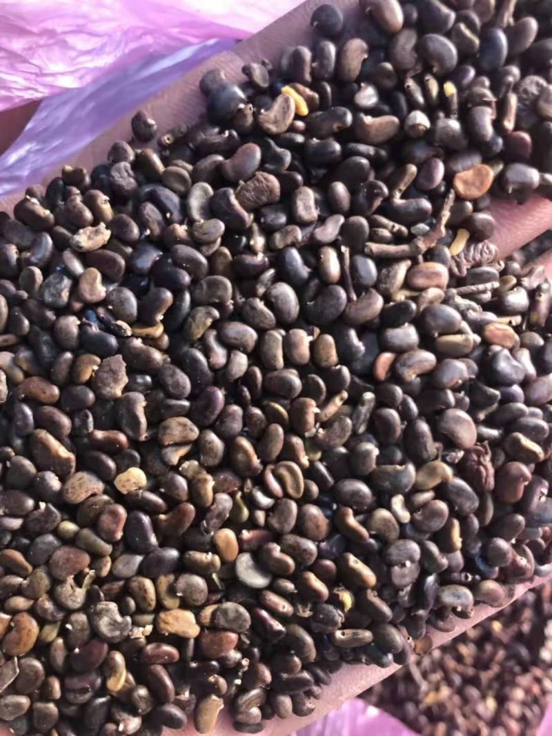 刺槐/绿化苗木/乔灌木/槐树/刺槐/刺槐树苗/林木树苗