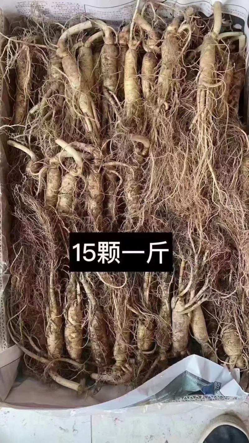 长白山地产鲜人参热卖中！自产自销一手货源