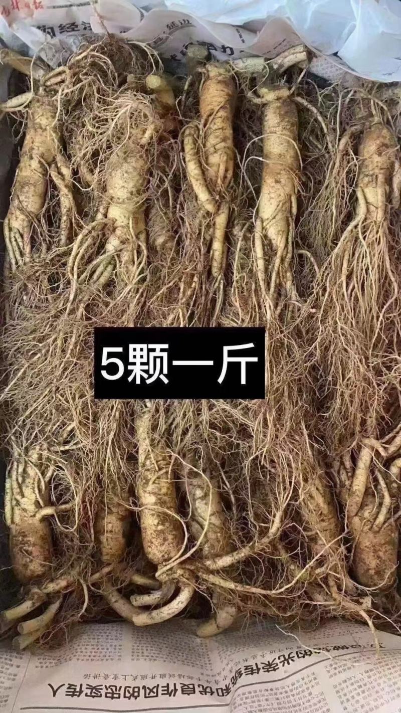 长白山地产鲜人参热卖中！自产自销一手货源