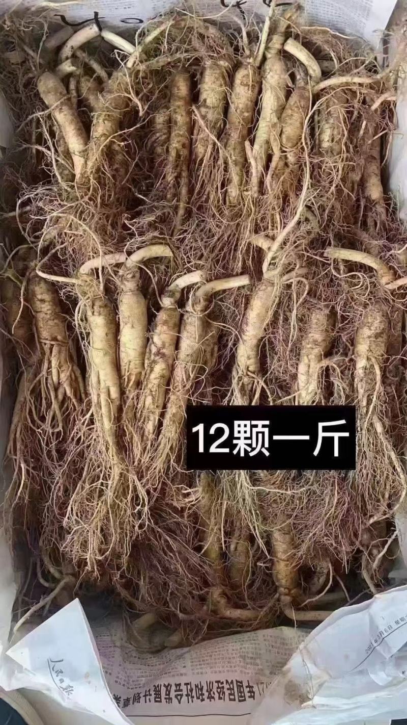 长白山地产鲜人参热卖中！自产自销一手货源