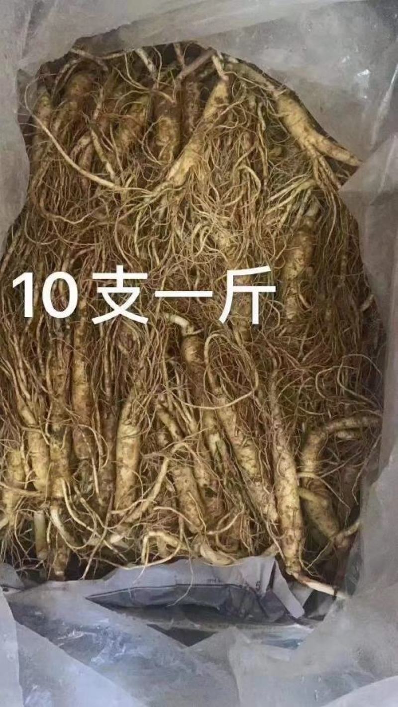 长白山地产鲜人参热卖中！自产自销一手货源