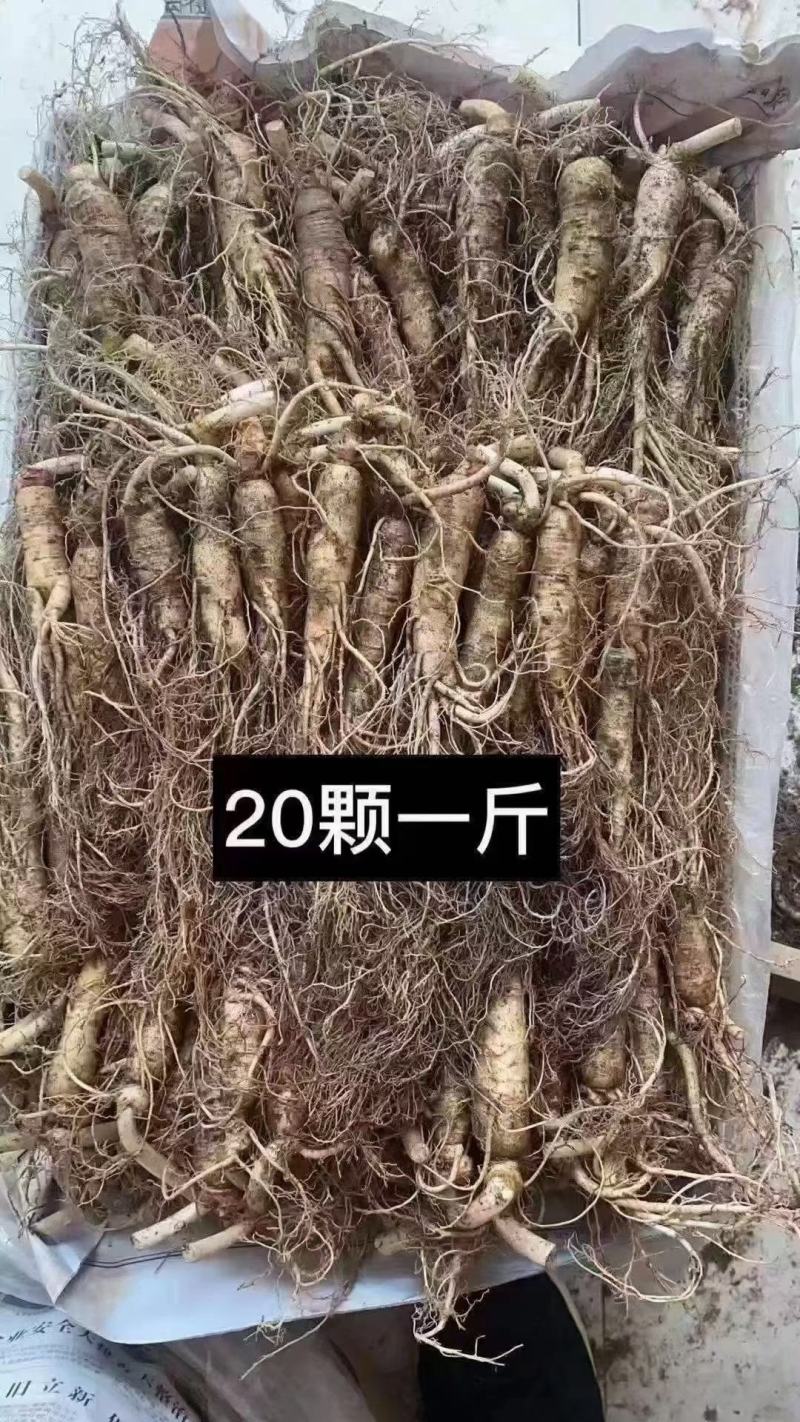 长白山地产鲜人参热卖中！自产自销一手货源