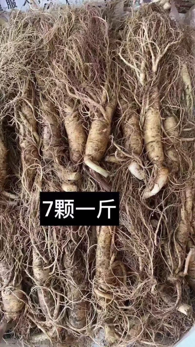 长白山地产鲜人参热卖中！自产自销一手货源