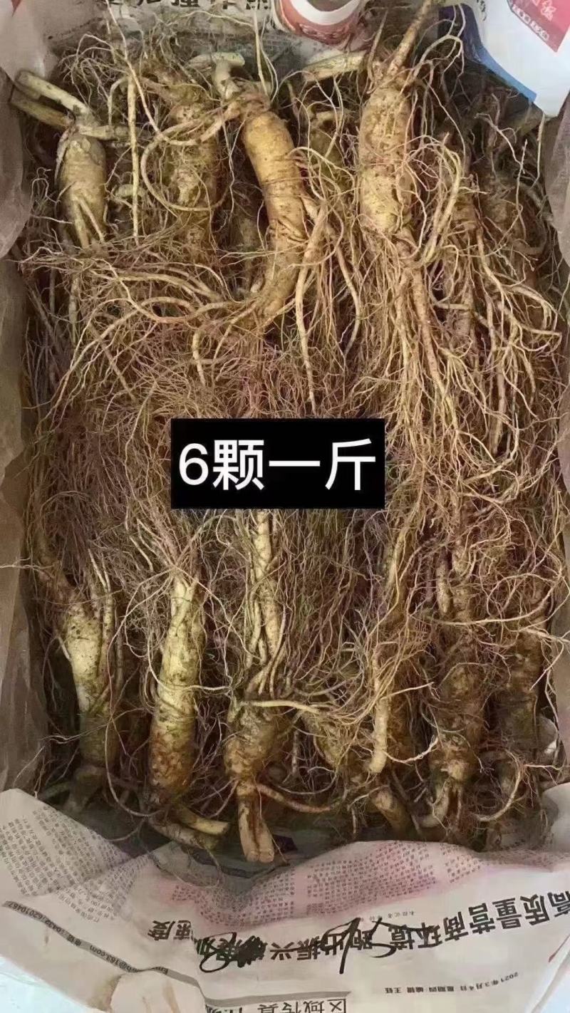 长白山地产鲜人参热卖中！自产自销一手货源