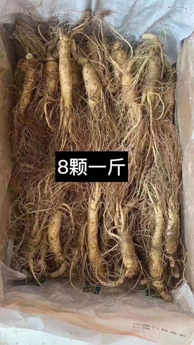 长白山地产鲜人参热卖中！自产自销一手货源