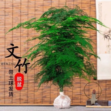 文竹苗大文竹盆栽地栽盆景云竹室内阳台绿植四季常青花卉植物