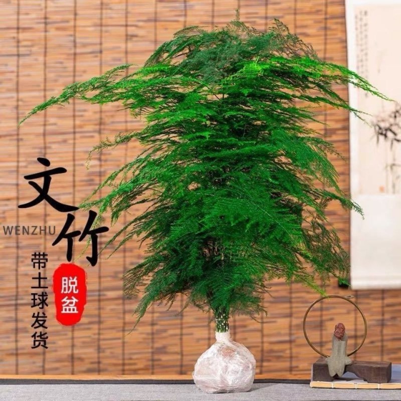 文竹苗大文竹盆栽地栽盆景云竹室内阳台绿植四季常青花卉植物