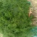 文竹苗大文竹盆栽地栽盆景云竹室内阳台绿植四季常青花卉植物