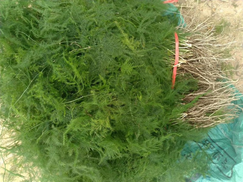 文竹苗大文竹盆栽地栽盆景云竹室内阳台绿植四季常青花卉植物