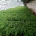 文竹苗大文竹盆栽地栽盆景云竹室内阳台绿植四季常青花卉植物