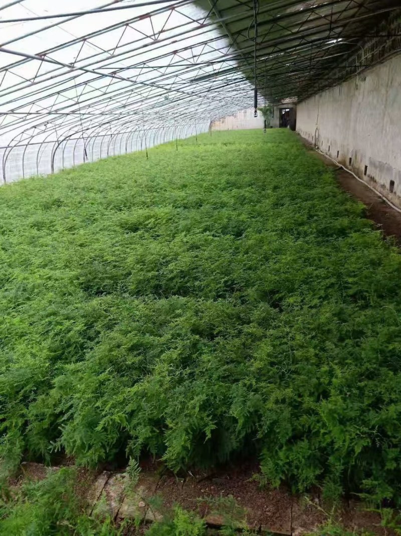 文竹苗大文竹盆栽地栽盆景云竹室内阳台绿植四季常青花卉植物