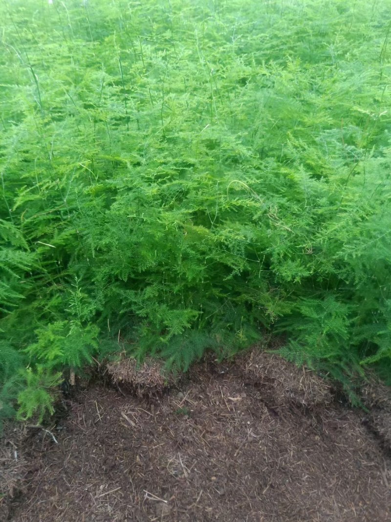 文竹苗大文竹盆栽地栽盆景云竹室内阳台绿植四季常青花卉植物