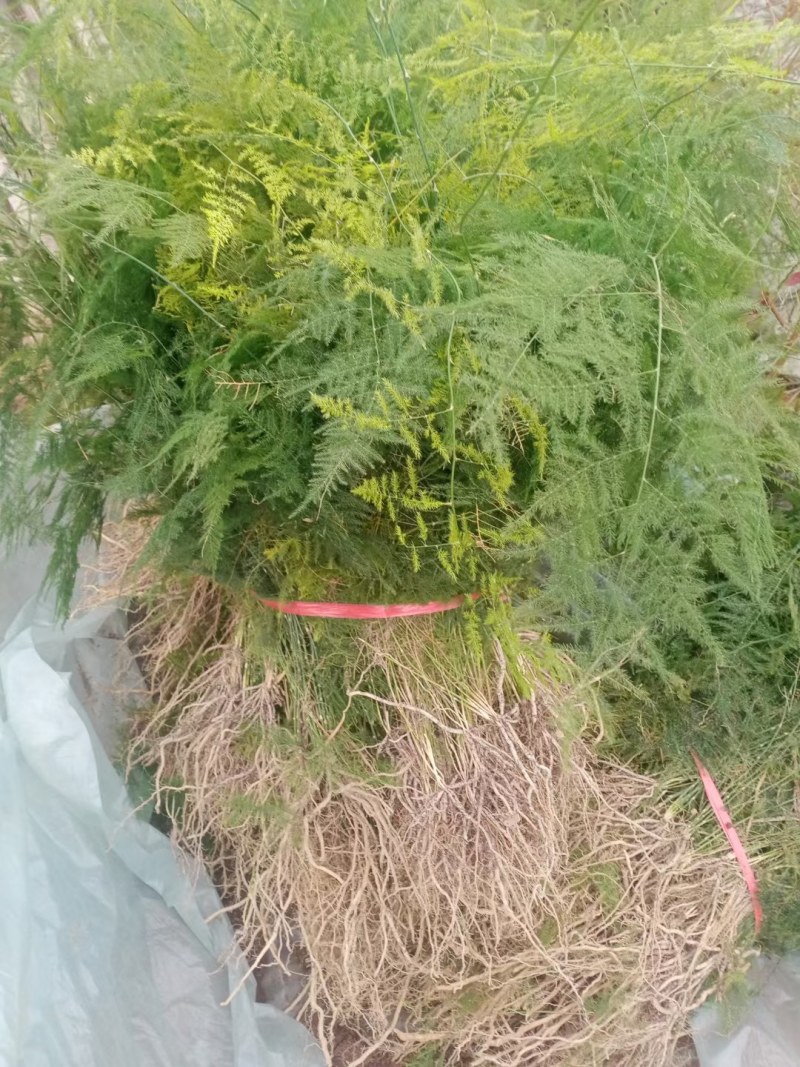 文竹苗大文竹盆栽地栽盆景云竹室内阳台绿植四季常青花卉植物