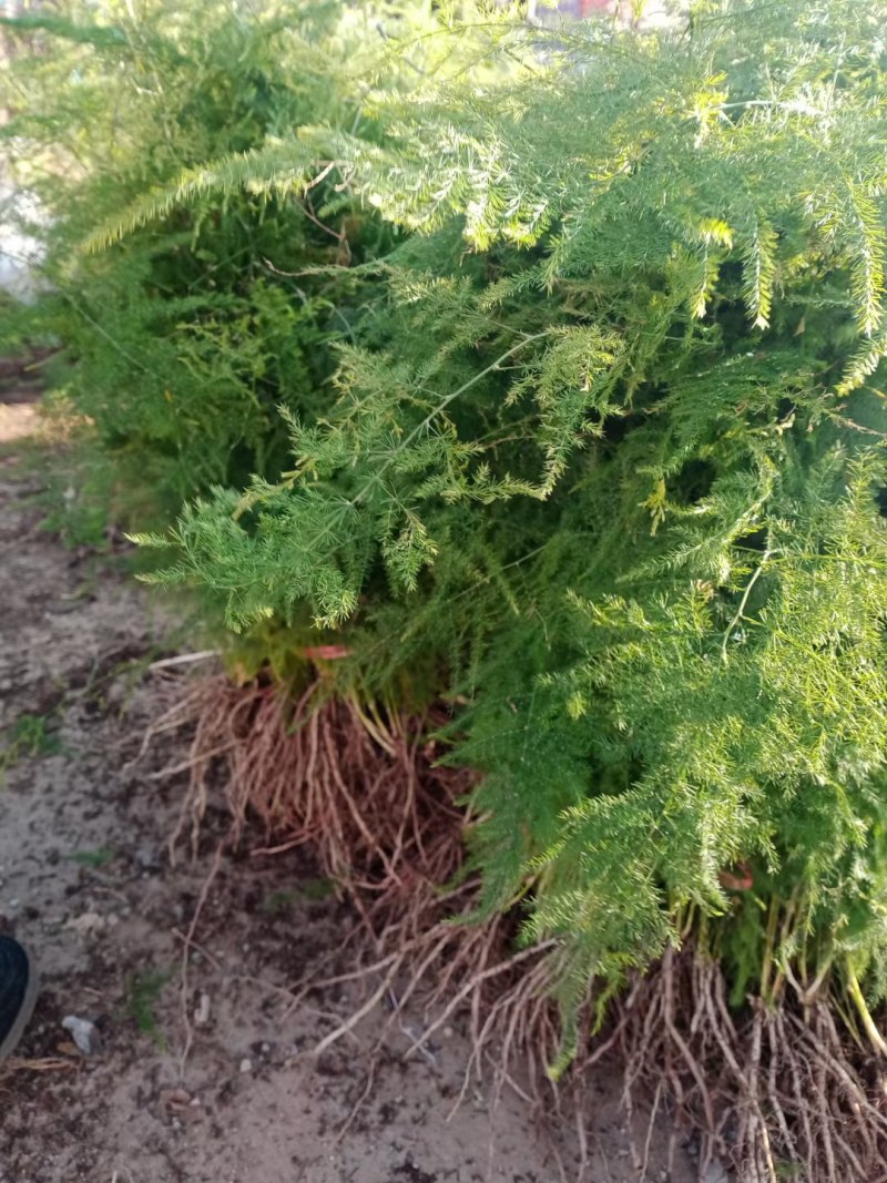 文竹苗大文竹盆栽地栽盆景云竹室内阳台绿植四季常青花卉植物