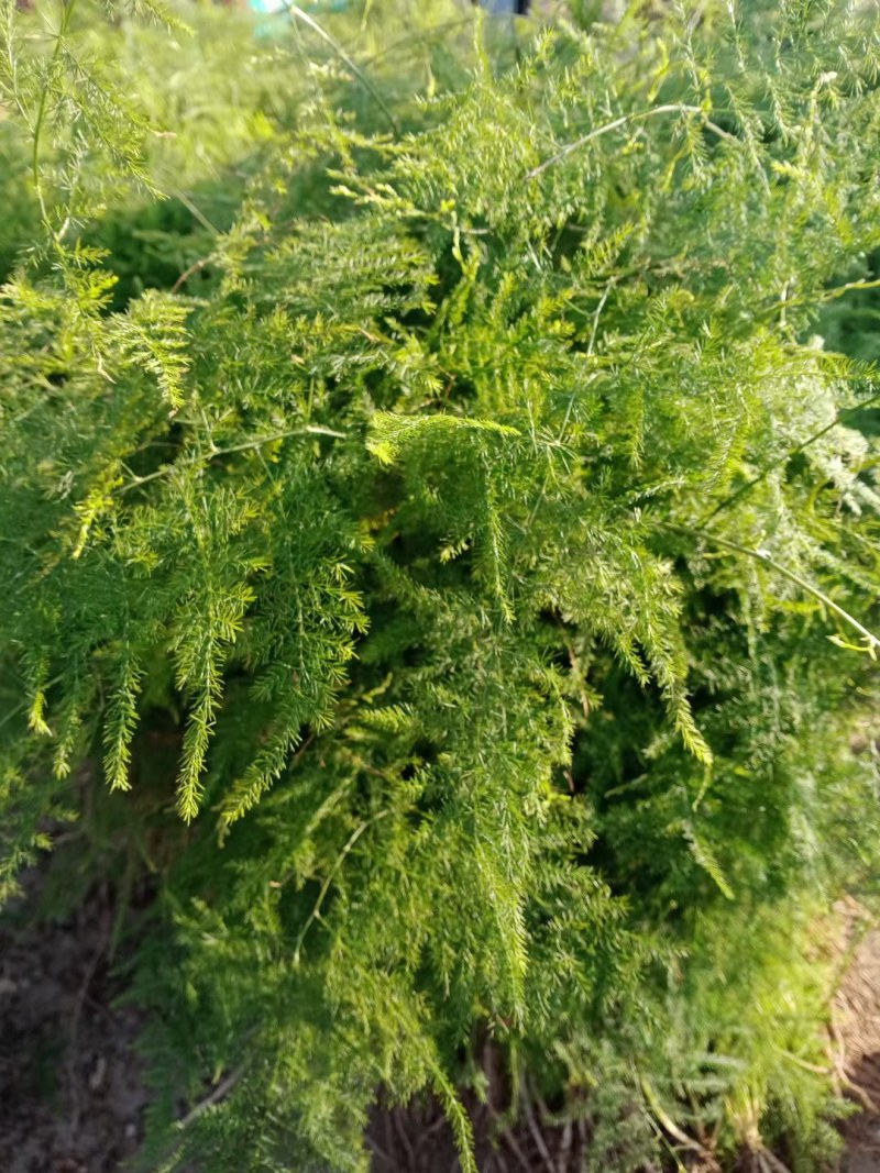 文竹苗大文竹盆栽地栽盆景云竹室内阳台绿植四季常青花卉植物