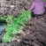 文竹苗大文竹盆栽地栽盆景云竹室内阳台绿植四季常青花卉植物