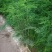 文竹苗大文竹盆栽地栽盆景云竹室内阳台绿植四季常青花卉植物