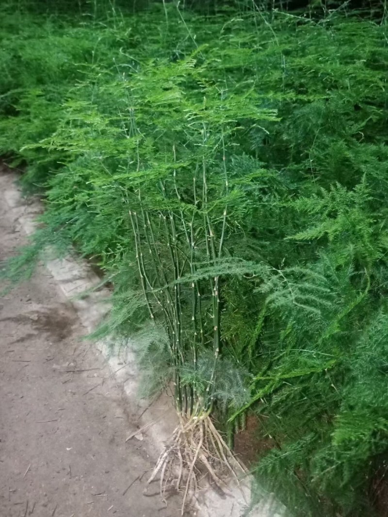 文竹苗大文竹盆栽地栽盆景云竹室内阳台绿植四季常青花卉植物