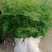 文竹苗大文竹盆栽地栽盆景云竹室内阳台绿植四季常青花卉植物