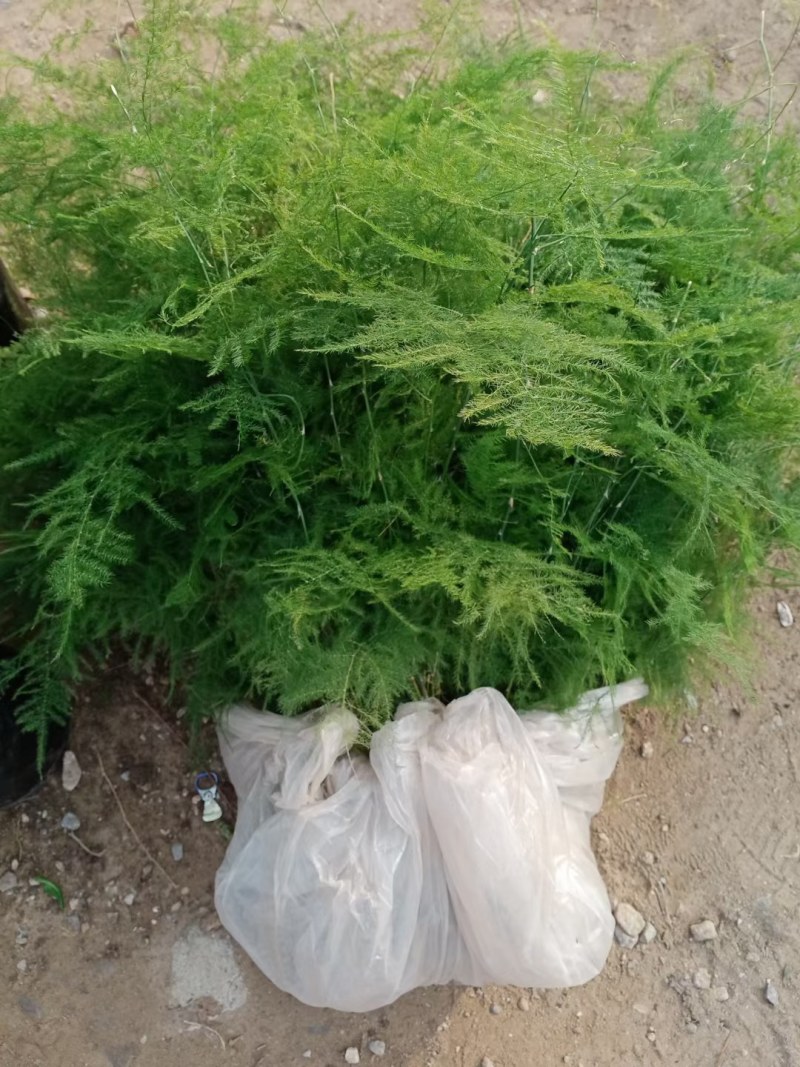 文竹苗大文竹盆栽地栽盆景云竹室内阳台绿植四季常青花卉植物