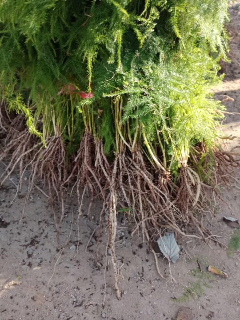 文竹苗大文竹盆栽地栽盆景云竹室内阳台绿植四季常青花卉植物