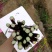 紫玫瑰一号A紫菜苔种子早熟定植后35天采收秋季栽培