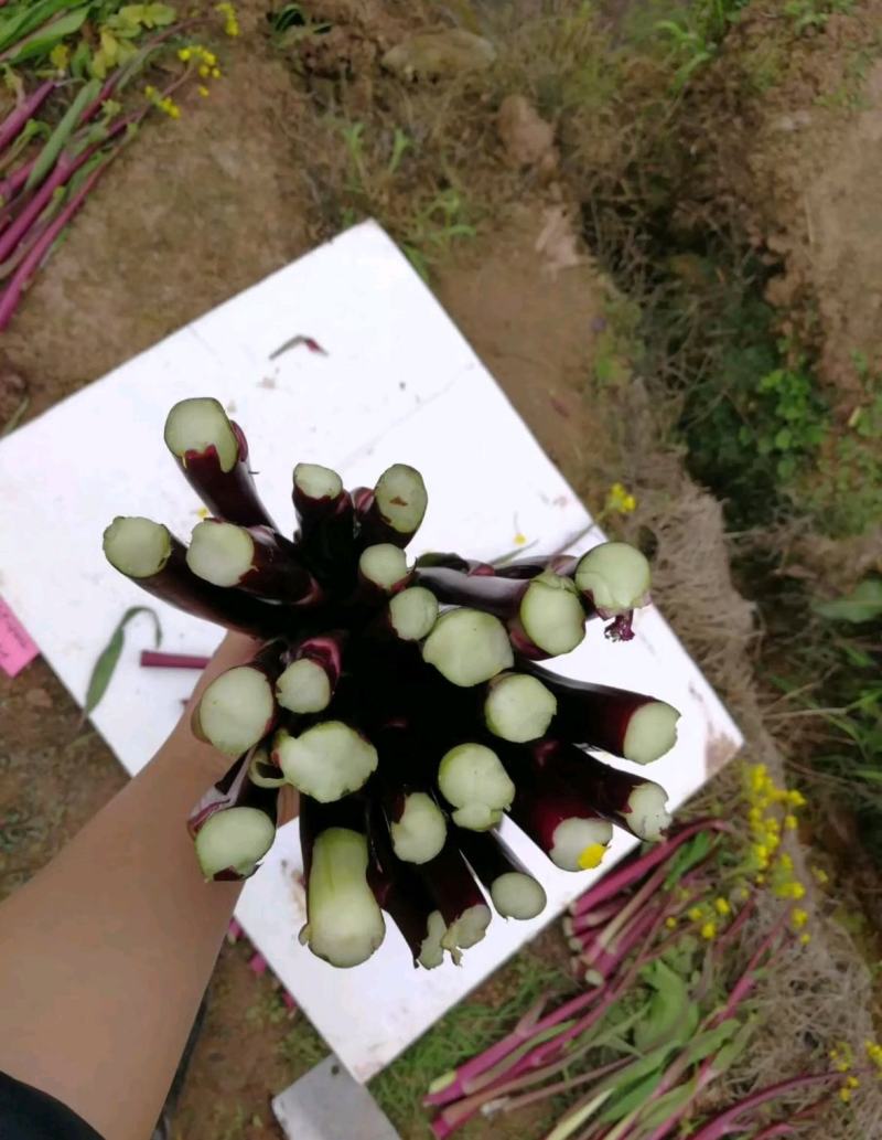 紫玫瑰一号A紫菜苔种子早熟定植后35天采收秋季栽培