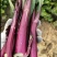紫玫瑰一号A紫菜苔种子早熟定植后35天采收秋季栽培