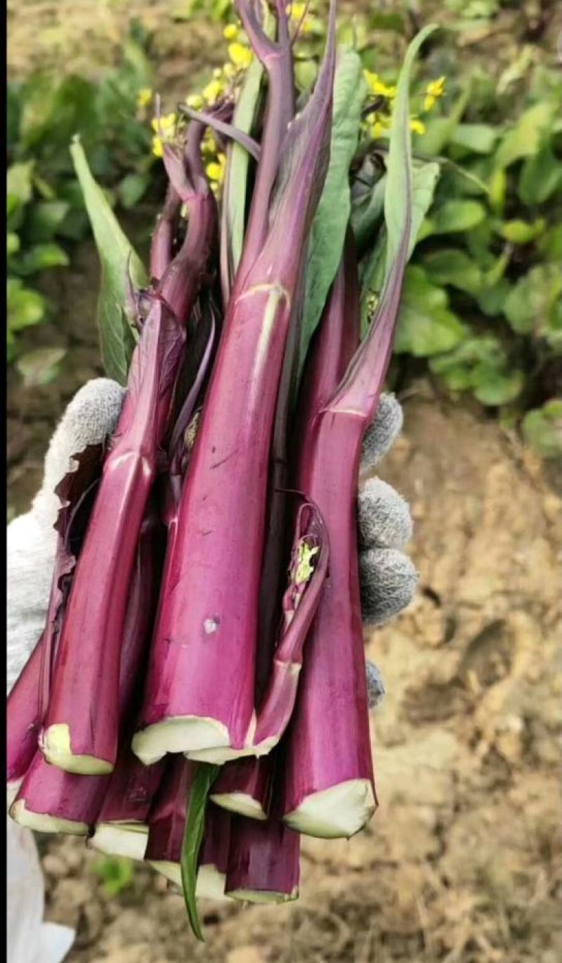 紫玫瑰一号A紫菜苔种子早熟定植后35天采收秋季栽培