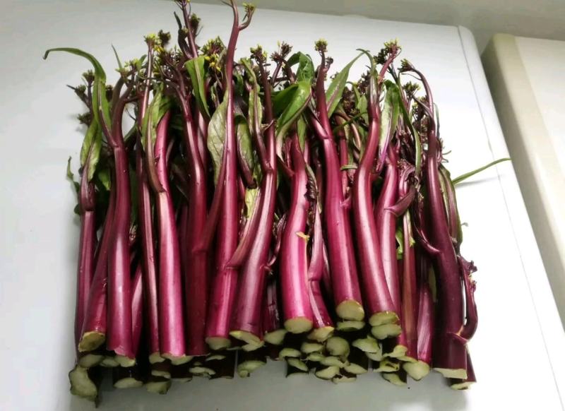 紫玫瑰一号A紫菜苔种子早熟定植后35天采收秋季栽培