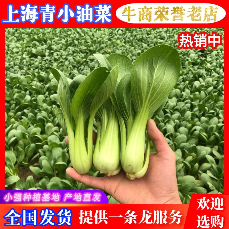 精品小青菜小油菜上海青产地直供支持看货食品加工厂代收