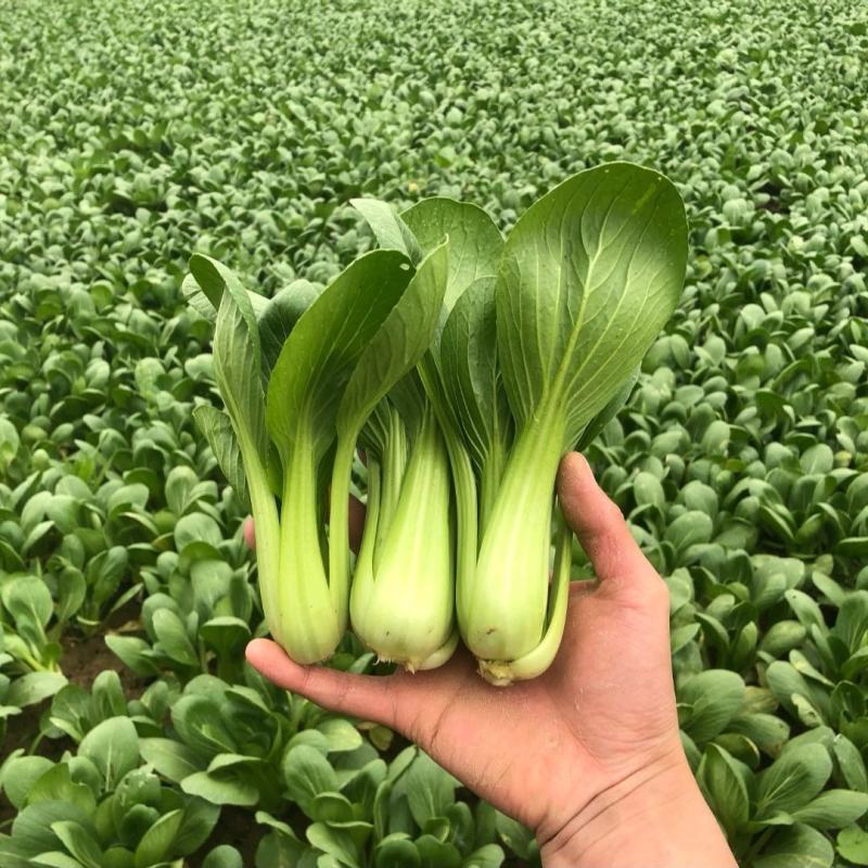 精品上海青基地直供小油菜全国发货小青菜一条龙服务