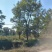 槐树/槐树树苗/绿化苗木/乔灌木/原生态树苗/槐树种苗