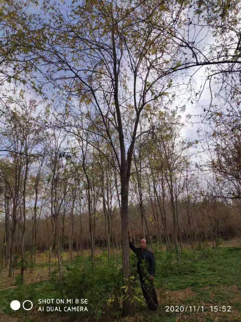 刺槐/乔灌木/绿化苗木/槐树/原生态树苗/林木种苗/树苗