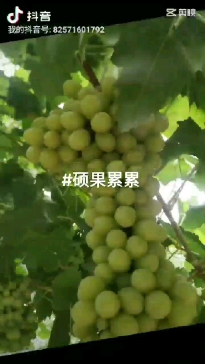无核白！红提大量上市，货源充足品质优，欢迎大家来釆！