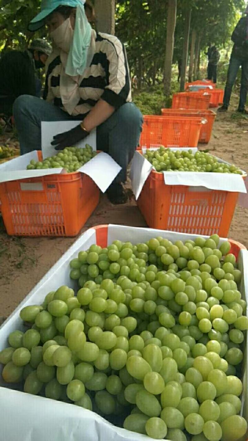 无核白！红提大量上市，货源充足品质优，欢迎大家来釆！